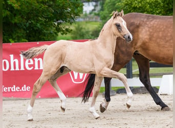 Pony tedesco, Stallone, Puledri (04/2026), Pelle di daino