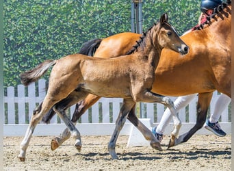 Pony tedesco, Stallone, Puledri (05/2026), Pelle di daino
