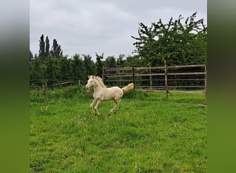 Pony tedesco, Stallone, Puledri
 (03/2024), Perlino