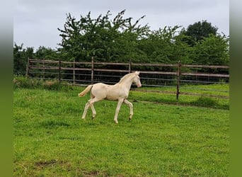 Pony tedesco, Stallone, Puledri
 (03/2024), Perlino