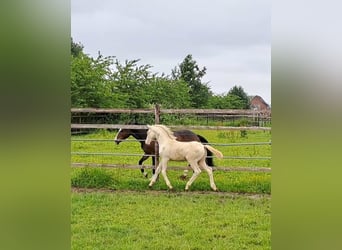 Pony tedesco, Stallone, Puledri
 (03/2024), Perlino