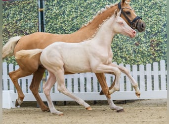 Pony tedesco, Stallone, Puledri (04/2026), Perlino