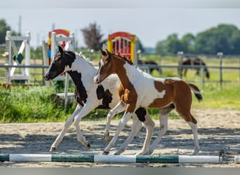 Pony tedesco, Stallone, Puledri (04/2026), Pezzato