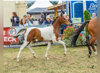 Pony tedesco, Stallone, Puledri (04/2026), Pezzato