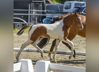 Pony tedesco, Stallone, Puledri (04/2026), Pezzato