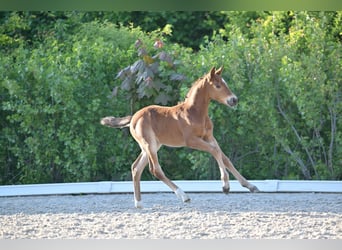 Pony tedesco, Stallone, , Può diventare grigio
