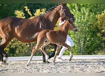 Pony tedesco, Stallone, , Può diventare grigio