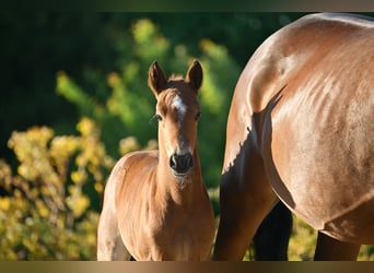 Pony tedesco, Stallone, , Può diventare grigio