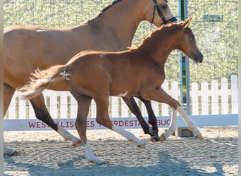 Pony tedesco, Stallone, Puledri (04/2026), Red dun