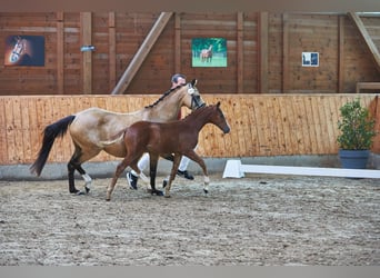 Pony tedesco, Stallone, Puledri (04/2026), Sauro