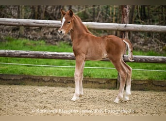 Pony tedesco, Stallone, Puledri (04/2026), Sauro