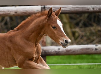 Pony tedesco, Stallone, Puledri (04/2026), Sauro