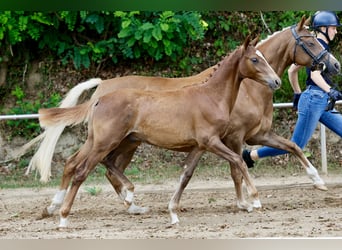 Pony tedesco, Stallone, Puledri (03/2026), Sauro