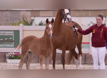 Pony tedesco, Stallone, Puledri
 (04/2024), Sauro