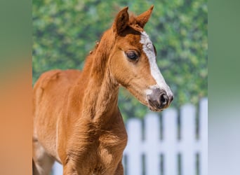 Pony tedesco, Stallone, Puledri (03/2026), Sauro