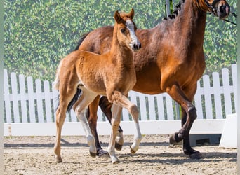 Pony tedesco, Stallone, Puledri (03/2026), Sauro