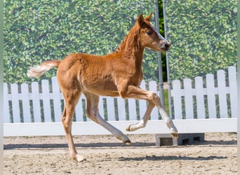 Pony tedesco, Stallone, Puledri (03/2026), Sauro