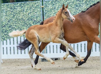 Pony tedesco, Stallone, Puledri (04/2026), Sauro