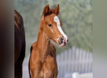 Pony tedesco, Stallone, Puledri (03/2026), Sauro