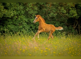 Pony tedesco, Stallone, Puledri (04/2026), Sauro