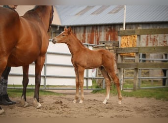 Pony tedesco, Stallone, Puledri (04/2026), Sauro