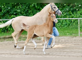 Pony tedesco, Stallone, Puledri (04/2026), Sauro