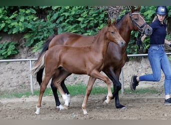 Pony tedesco, Stallone, Puledri (04/2026), Sauro