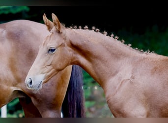 Pony tedesco, Stallone, Puledri (04/2026), Sauro