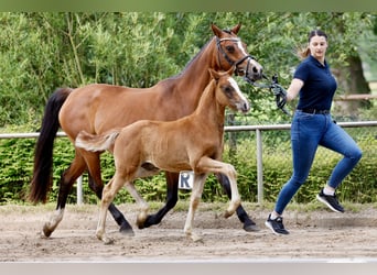 Pony tedesco, Stallone, Puledri (04/2026), Sauro