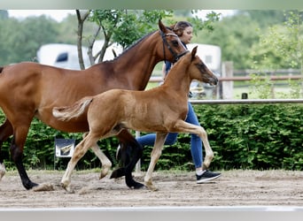 Pony tedesco, Stallone, Puledri (04/2026), Sauro
