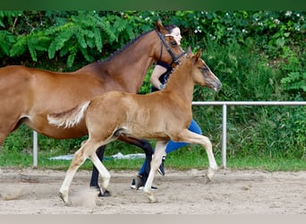Pony tedesco, Stallone, Puledri (04/2026), Sauro