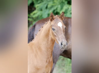 Pony tedesco, Stallone, Puledri (04/2026), Sauro