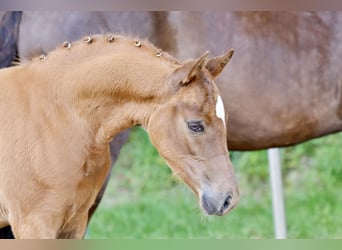 Pony tedesco, Stallone, Puledri (04/2026), Sauro