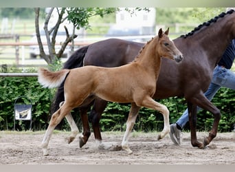 Pony tedesco, Stallone, Puledri (04/2026), Sauro