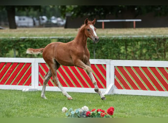Pony tedesco, Stallone, Puledri (05/2026), Sauro