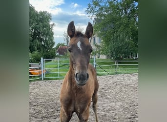 Pony tedesco, Stallone, Puledri
 (04/2024), Sauro scuro