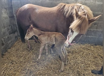 Pony tedesco, Stallone, Puledri
 (04/2024), Sauro scuro