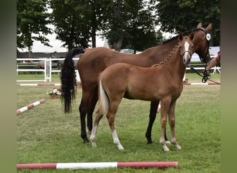 Pony tedesco, Stallone, Puledri (02/2026), Sauro scuro