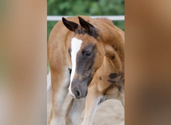 Pony tedesco, Stallone, Puledri (04/2026), Sauro scuro