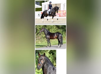 Pony tedesco, Stallone, Puledri (01/2025), Sauro scuro