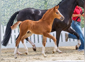 Pony tedesco, Stallone, Puledri (05/2026), Sauro scuro
