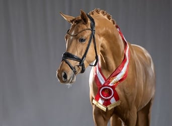 Pony tedesco, Stallone, 5 Anni, 147 cm, Sauro