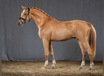 Pony tedesco, Stallone, 5 Anni, 147 cm, Sauro
