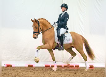 Pony tedesco, Stallone, 5 Anni, 147 cm, Sauro