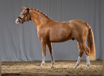 Pony tedesco, Stallone, 3 Anni, 150 cm, Sauro