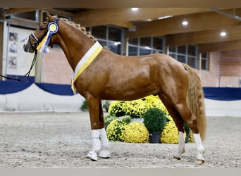 Pony tedesco, Stallone, 5 Anni, 146 cm, Sauro