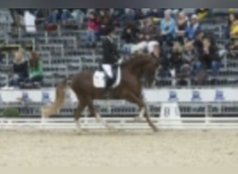 Pony tedesco, Stallone, 17 Anni, 148 cm, Sauro scuro
