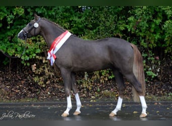Pony tedesco, Stallone, 12 Anni, 154 cm, Sauro scuro