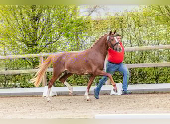 Pony tedesco, Stallone, 3 Anni, 146 cm, Sauro