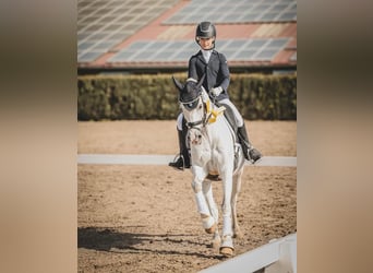 Pony zum Leasen gesucht - mit Perspektive 
